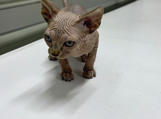 Kanada Sphynx görsel