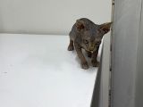 Kanada Sphynx
