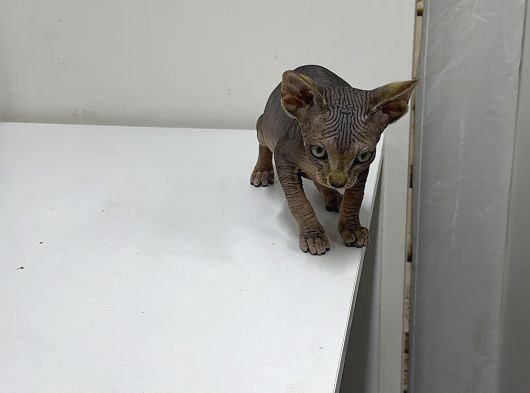 Kanada Sphynx görsel