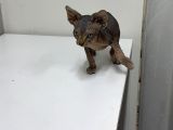 Kanada Sphynx