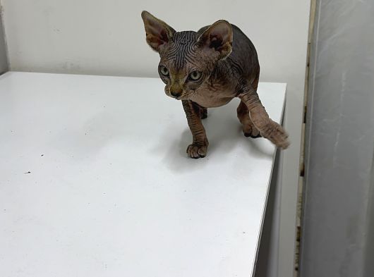 Kanada Sphynx görsel