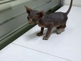Kanada Sphynx