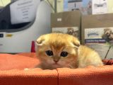 Vonalp Pet Garantisiyle Efsane Güzelli̇kte Yavrular