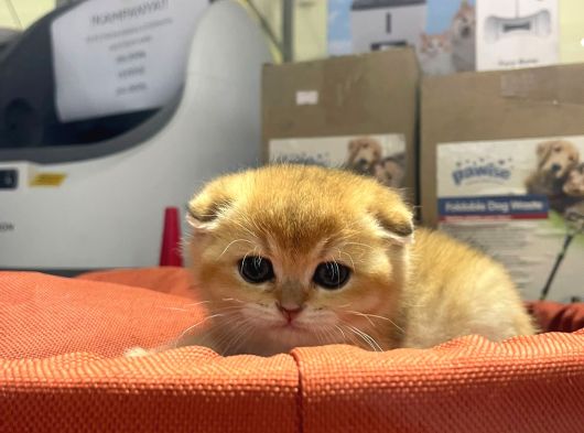Vonalp Pet Garantisiyle Efsane Güzelli̇kte Yavrular görsel