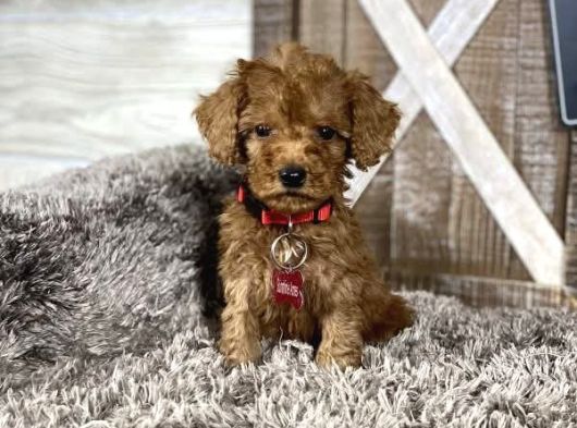 TOY POODLE SEVİMLİ YAVRULAR EV ÜRETİMİ