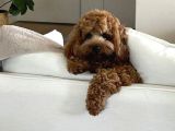Toy Poodle Sevi̇mli̇ Yavrular Ev Üreti̇mi̇