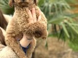 Safkan Dev Poodle Yavrular