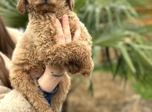 Safkan Dev Poodle Yavrular görsel
