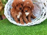 maltipoo bebeklerimiz hazırlar