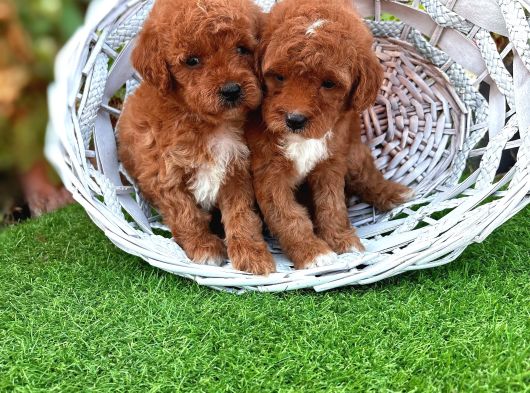 Maltipoo Bebeklerimiz Hazırlar