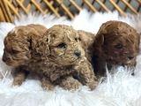 Poodle Yavrularımız Yeni Sahiplerini Arıyor