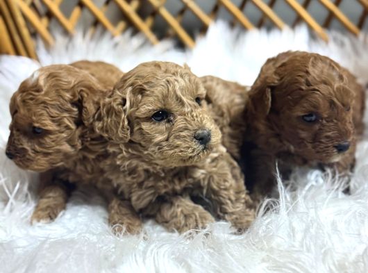 Poodle Yavrularımız Yeni Sahiplerini Arıyor görsel