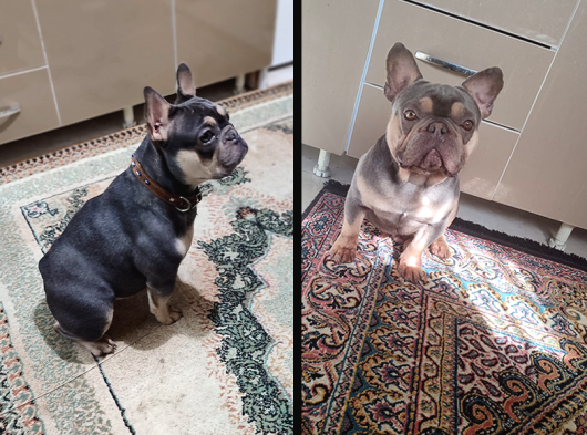 Yeti̇şki̇n - Yavru French Bulldoglar görsel