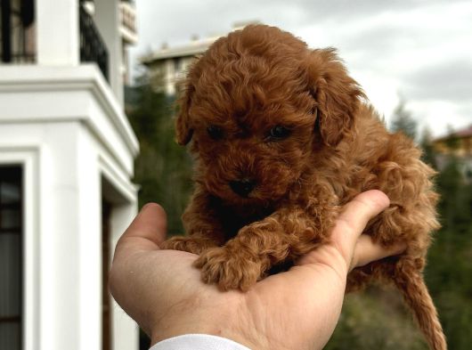 Kore Kan Mini Poodle Yavrumuz görsel