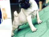 Safkan Pug Yavrularımız Yeni Sahibi Arıyor