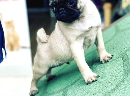 Safkan Pug Yavrularımız Yeni Sahibi Arıyor görsel