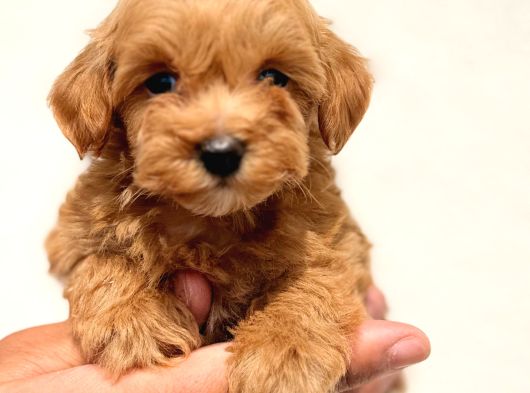 Irk Garantili Maltipoo Yavrular görsel