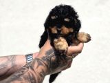 Toy Poodle Bebekler Güvenilir Üretimden