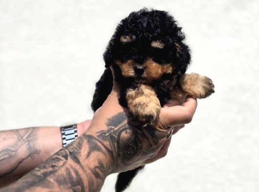 Toy Poodle Bebekler Güvenilir Üretimden görsel