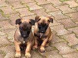 Belçika Kurdu safkan malinois