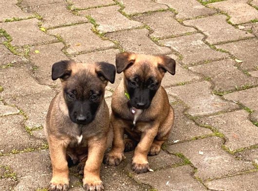 Belçika Kurdu Safkan Malinois