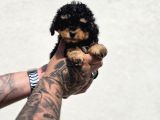 Toy Poodle Bebekler Güvenilir Üretimden