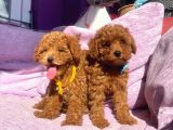 Orjinal Toy Poodle Yavrularımızz