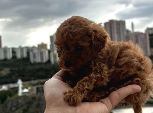 Kore Kan Mini Poodle Yavrumuz görsel
