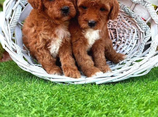 Maltipoo Bebeklerimiz Hazırlar görsel