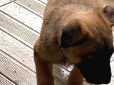 Belçika Kurdu Malinois