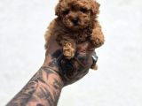 Irk Garantili Maltipoo Yavrular