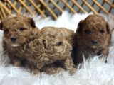 Poodle Yavrularımız Yeni Sahiplerini Arıyor