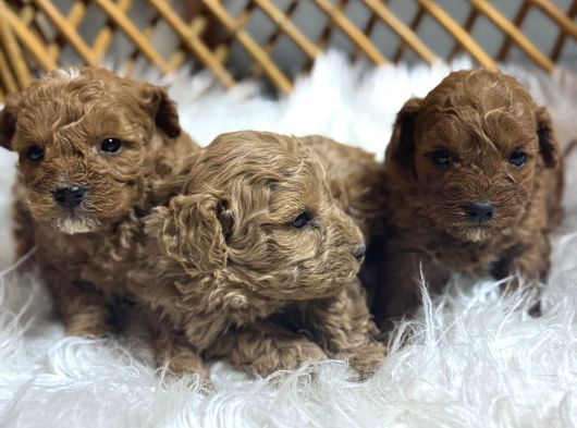 Poodle Yavrularımız Yeni Sahiplerini Arıyor görsel