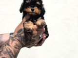 Toy Poodle Bebekler Güvenilir Üretimden