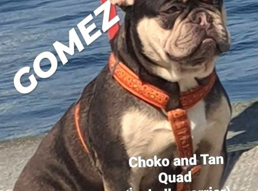 Yeti̇şki̇n - Yavru French Bulldoglar görsel