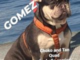 Yeti̇şki̇n - Yavru French Bulldoglar