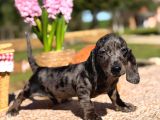 Black Silver Merle Dachund