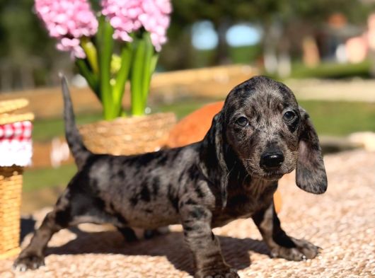 Black Silver Merle Dachund görsel
