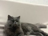 British Longhair Gri Erkek 10 Aylık