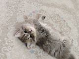 British Longhair Yavrularim