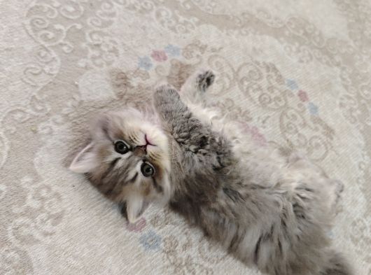 Britişh Longhair Çikolata 2 Aylık görsel