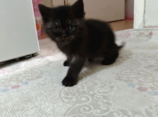 British Longhair Yavrularim görsel