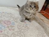 British Longhair Yavrularim
