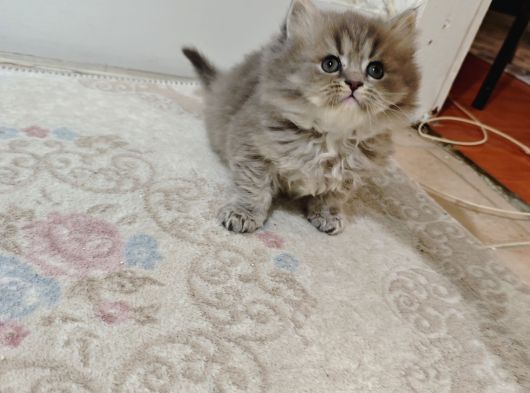 British Longhair Yavrularim görsel