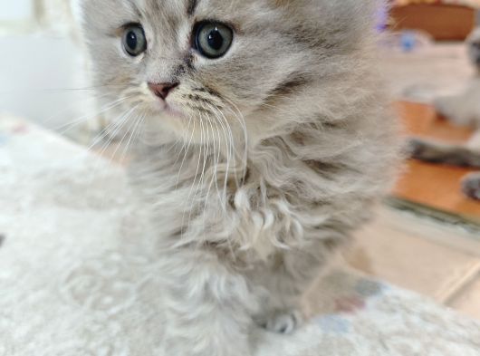 Britişh Longhair Çikolata 2 Aylık görsel