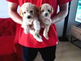 Topaç Gibi Maltipoo Bebeklerimiz