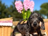 Black Silver Merle Dachund