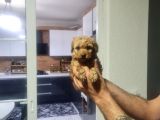Çok Büyümeyen Minyatür Minnaklarım