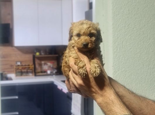 Minyatür Minnaklarım Teslime Hazır görsel