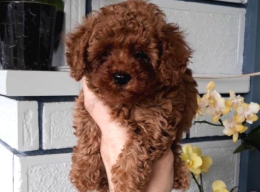 Di̇şi̇ Teacup 800Gr görsel